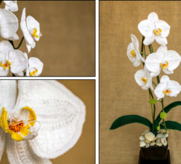Moth Orchid Crochet Pattern